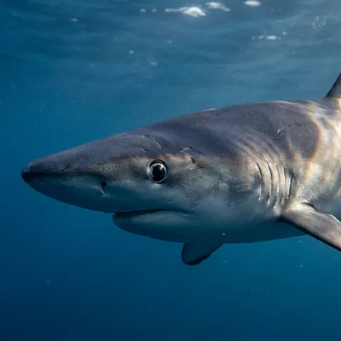 Blue shark