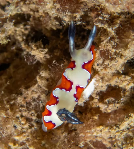 Faithful Sea Slug