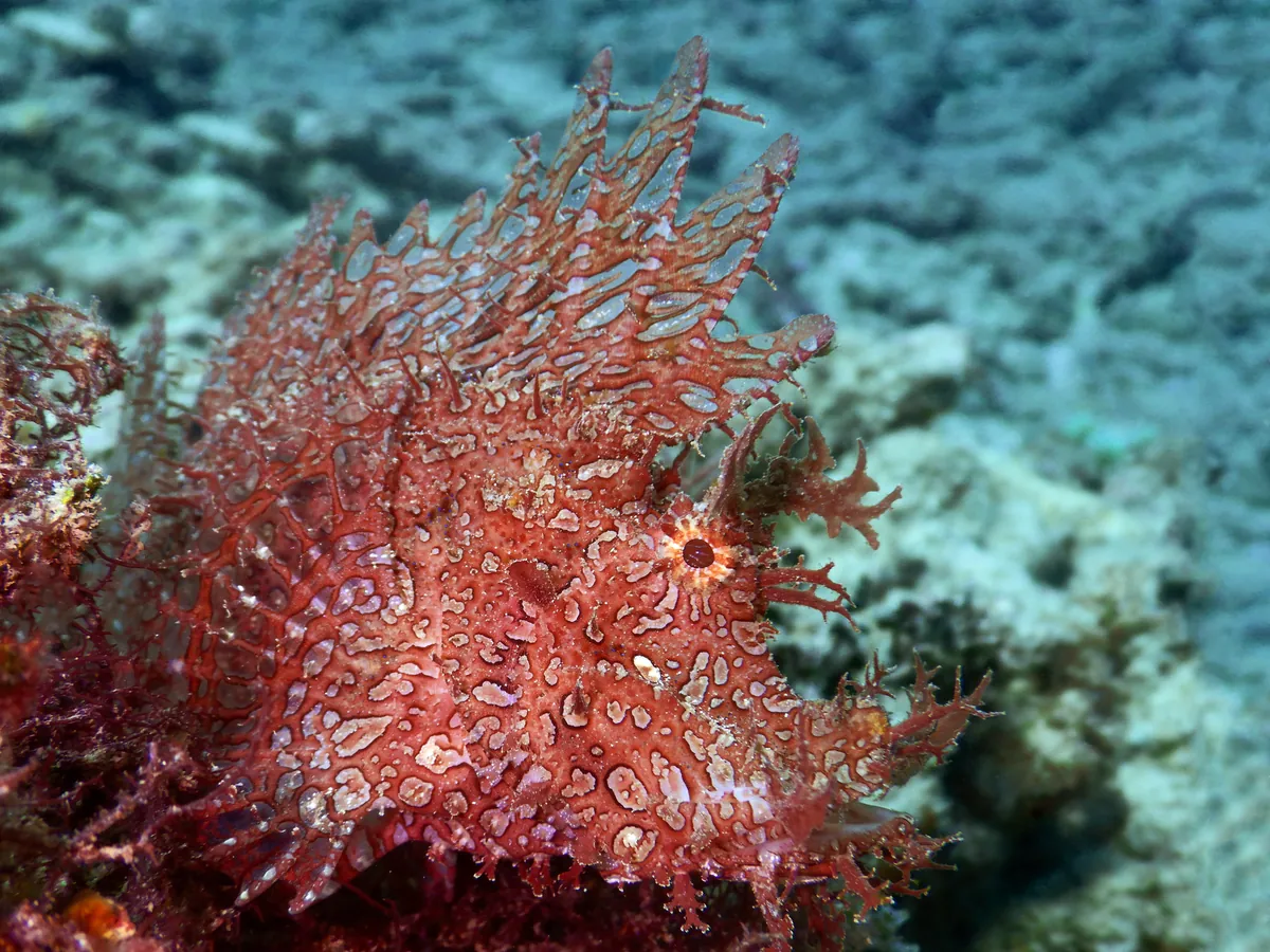 Weedy scorpionfish