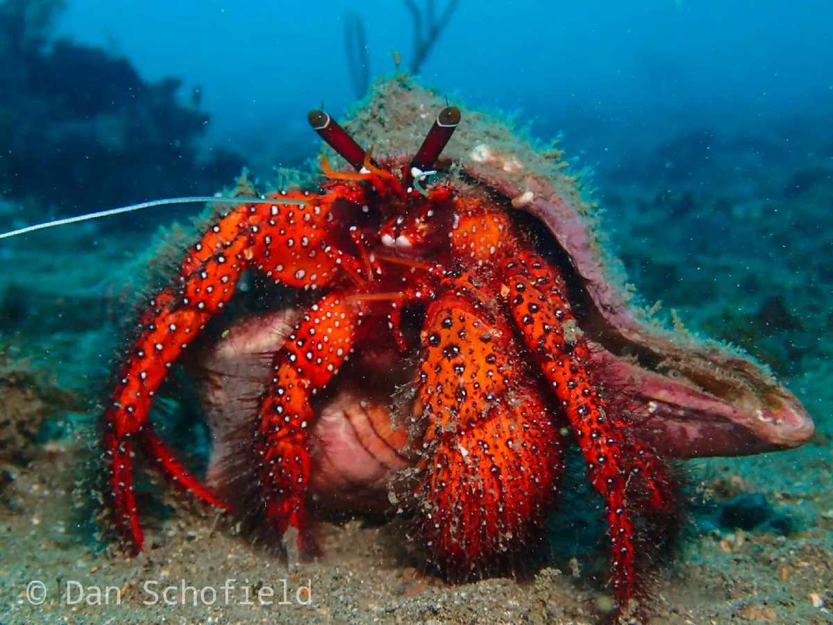 White-spotted Hermit Crab