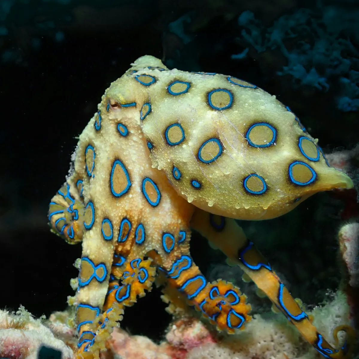 Greater blue-ringed octopus
