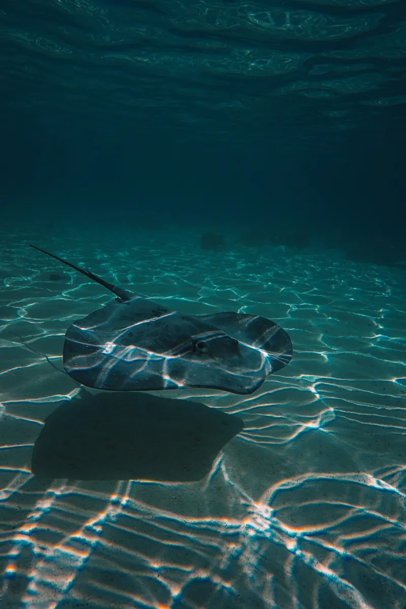 Stingrays