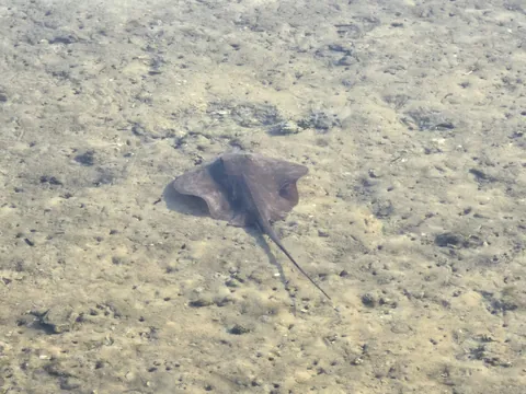 Atlantic Stingray