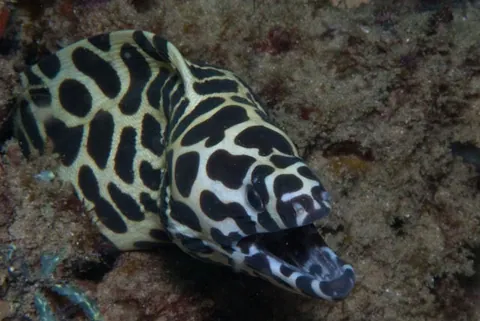 Laced moray