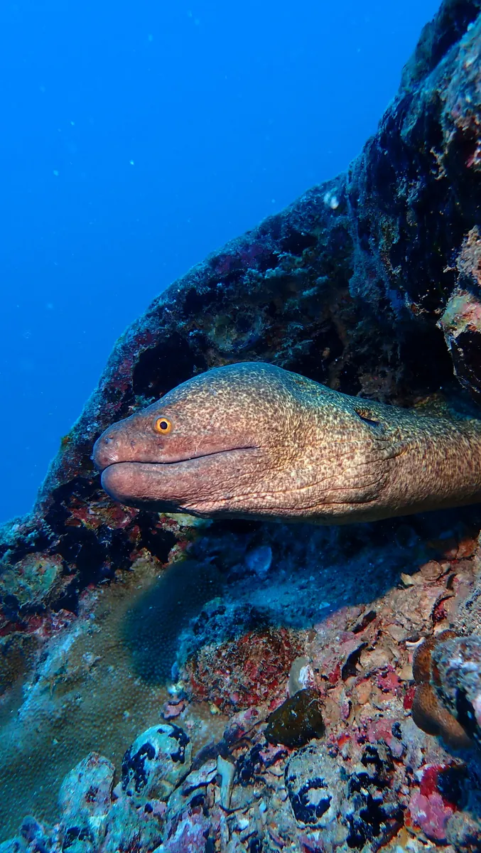 Yellow-edged moray