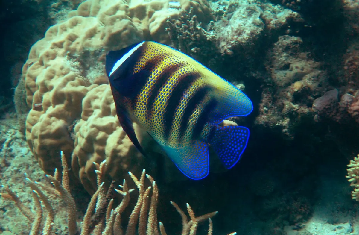 Sixbar Angelfish