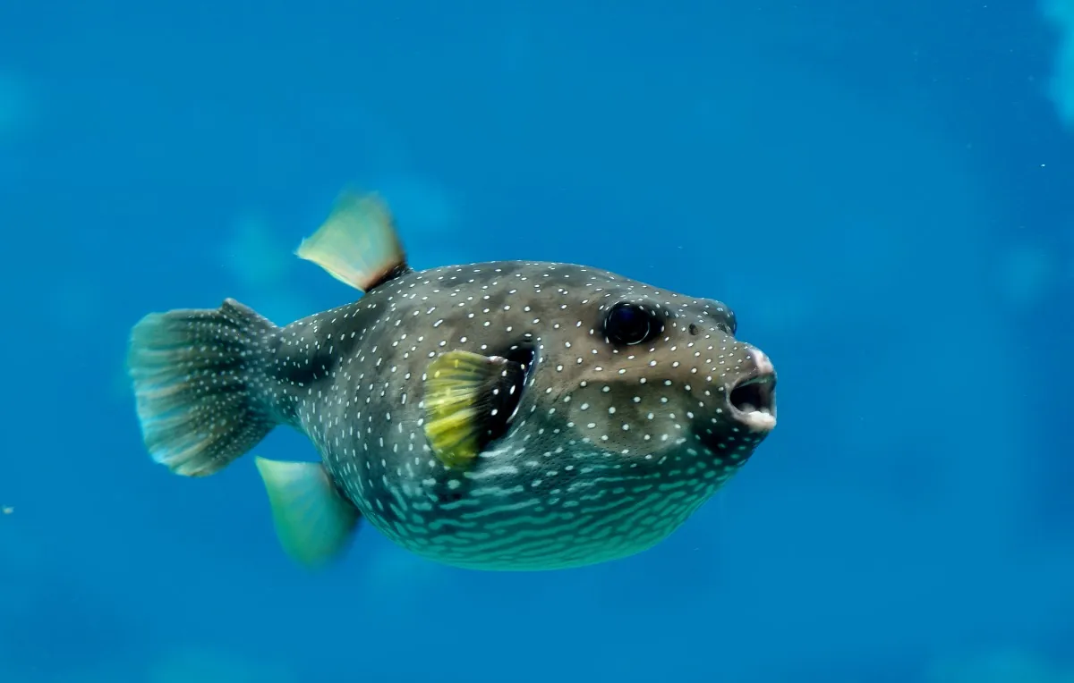 Pufferfish