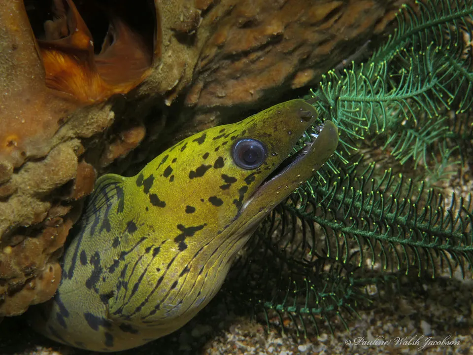 Fimbriated moray