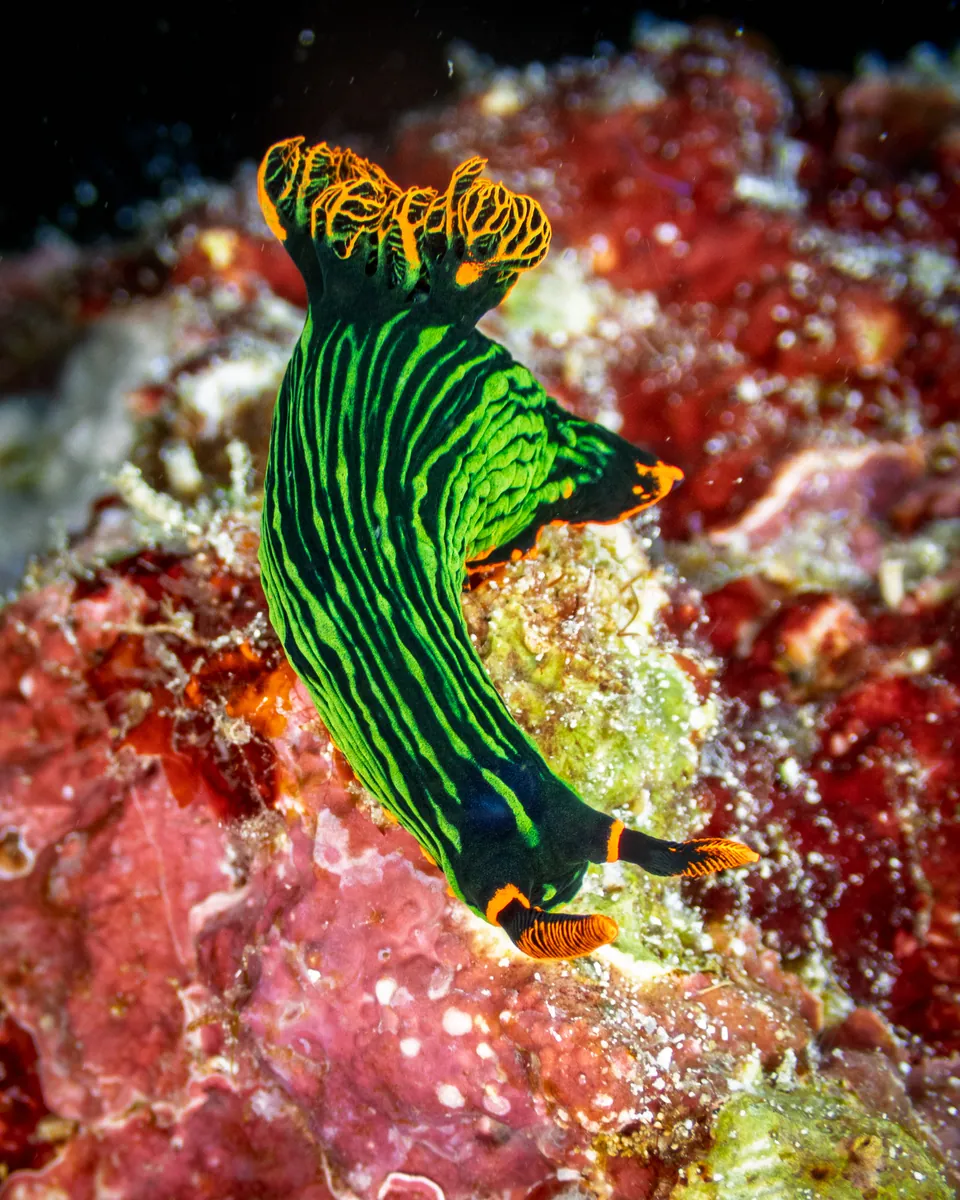 Variable neon slug