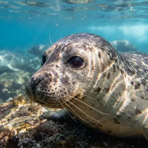 Ringed Seal
