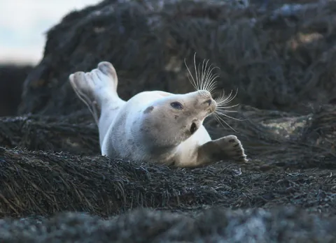 Harp Seal