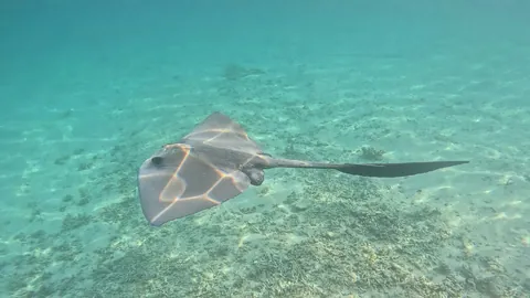 Broad Cowtail Ray