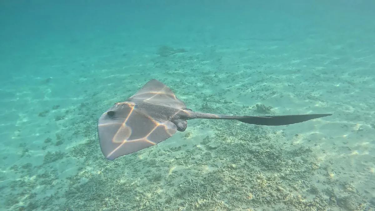 Broad Cowtail Ray