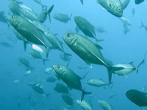 Bigeye trevally
