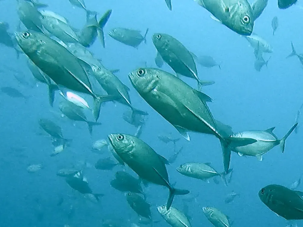 Bigeye trevally