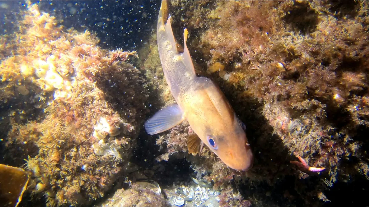 Atlantic cod