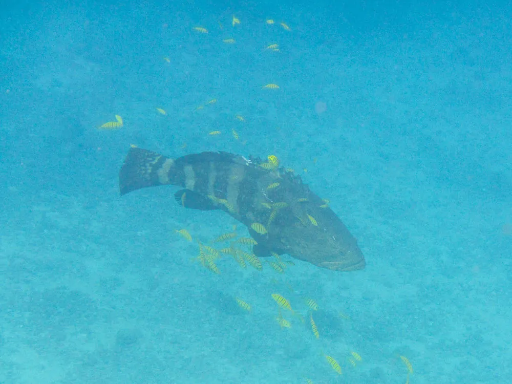 Pacific goliath grouper