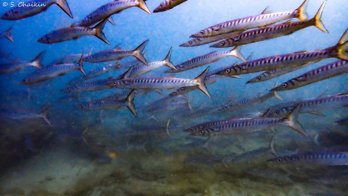 Yellowmouth Barracuda