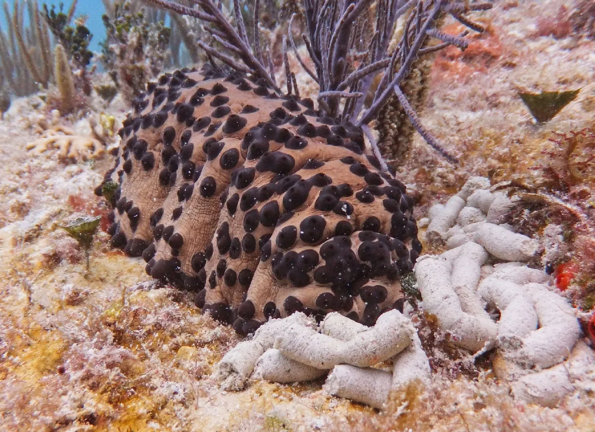 Chocolate Chip Sea Cucumber