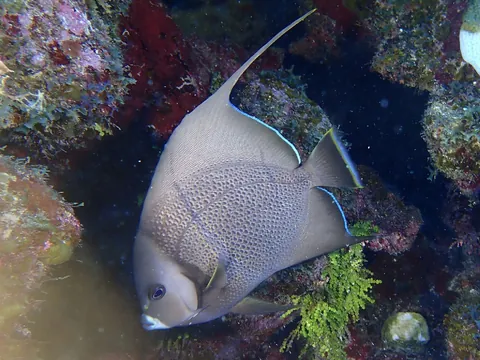 Grey Angelfish