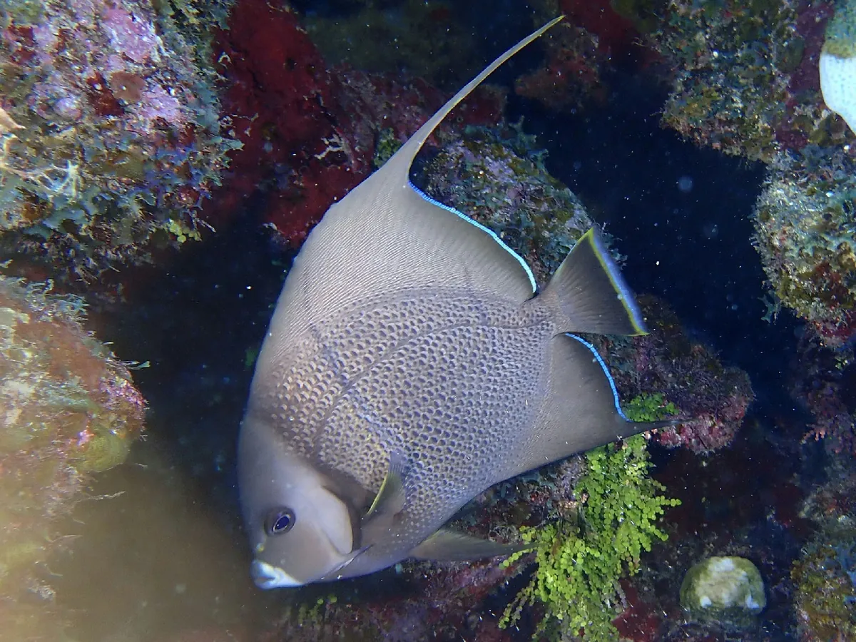 Grey Angelfish