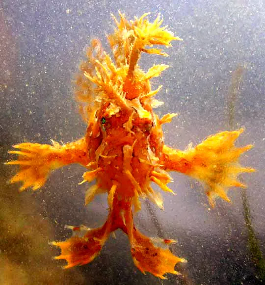 Sargassum Frogfish