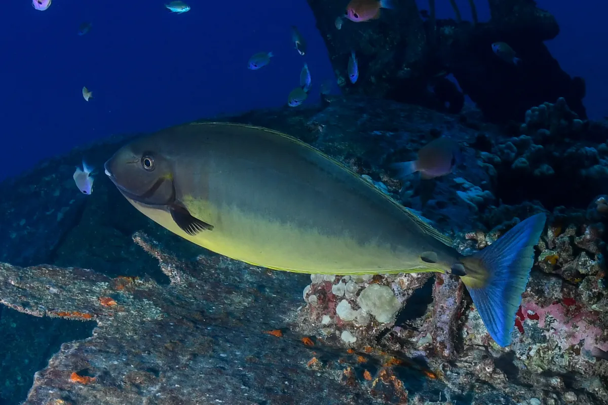 Sleek unicornfish