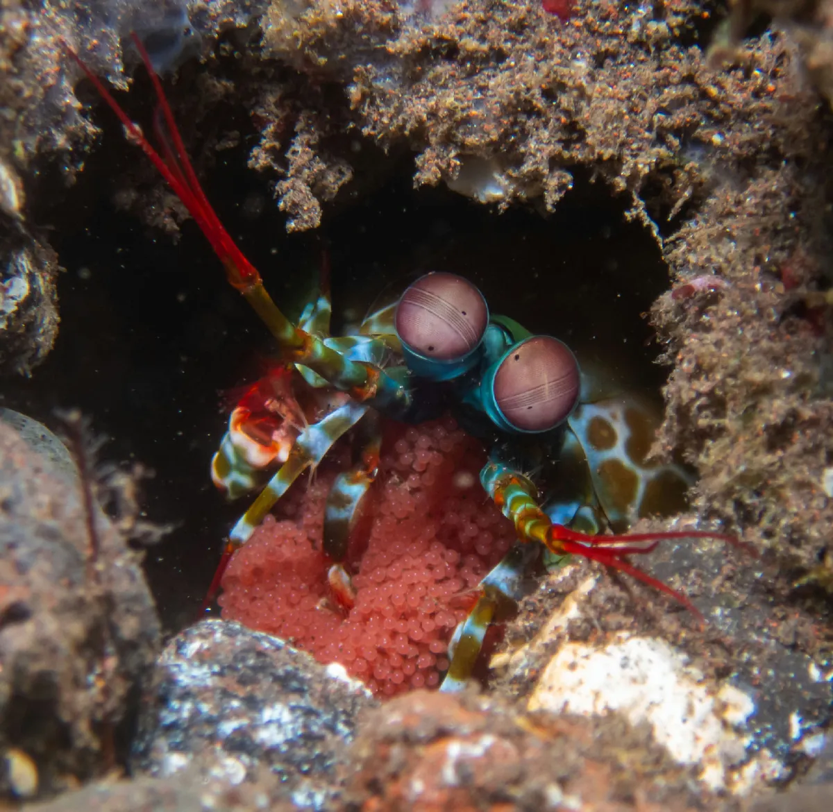 Mantis shrimp