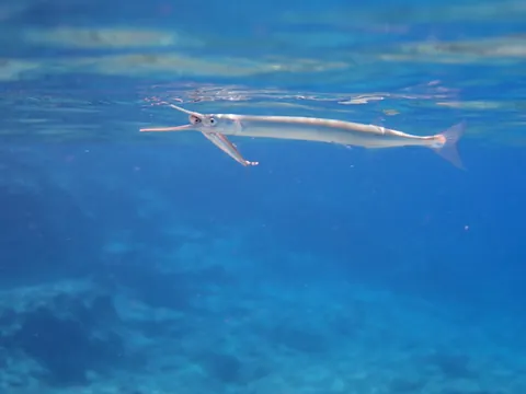Needlefish