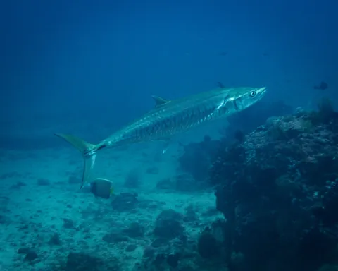 Narrow-barred Spanish mackerel