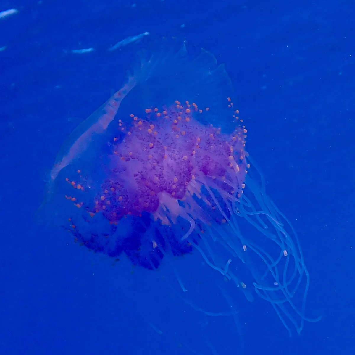 Crown Jellyfish