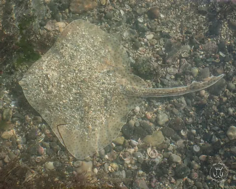 Blonde Skate