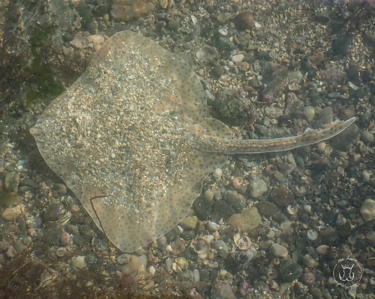 Blonde Skate