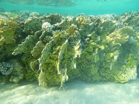 Net Fire Coral