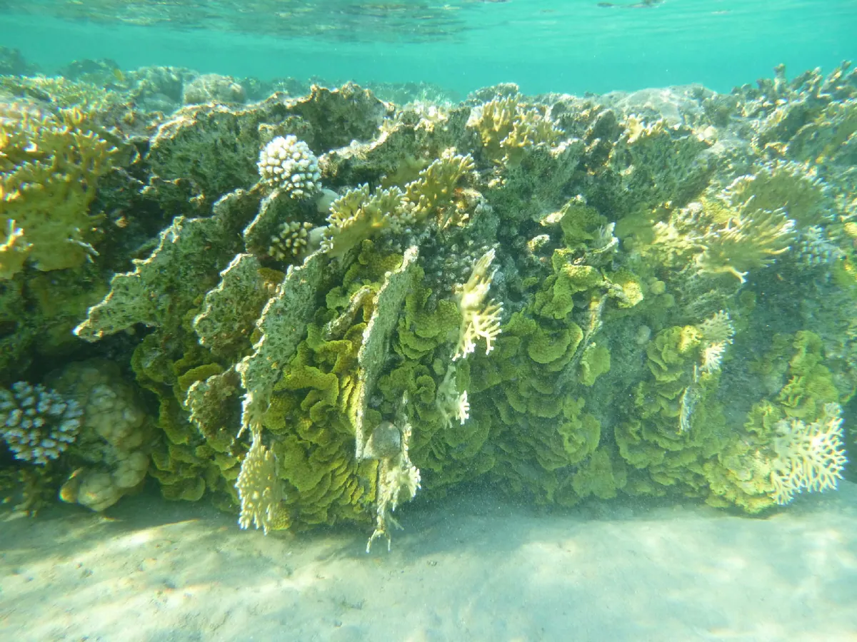 Net Fire Coral