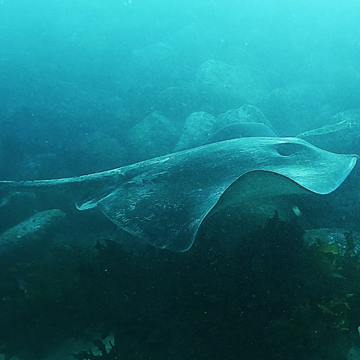Short-tail Stingray