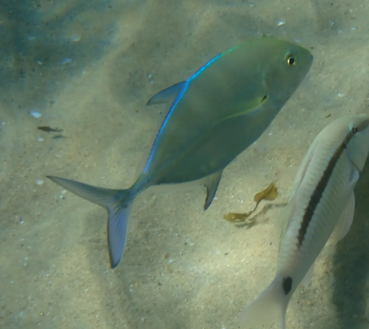 Bluefin Trevally