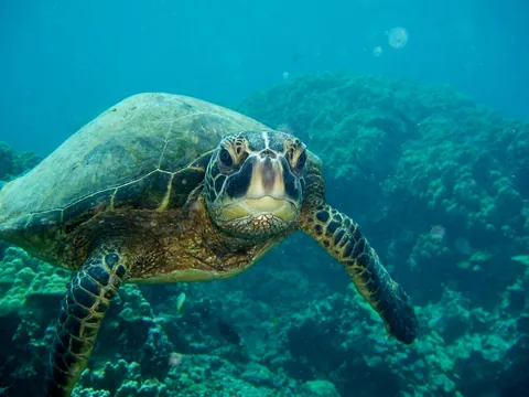 Green Turtle