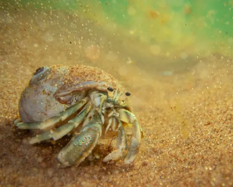 Long-claw Hermit Crab