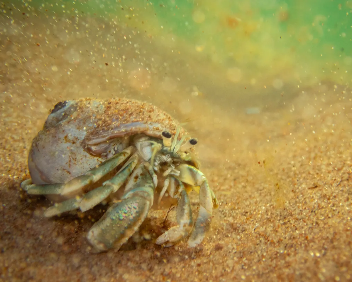 Long-claw Hermit Crab