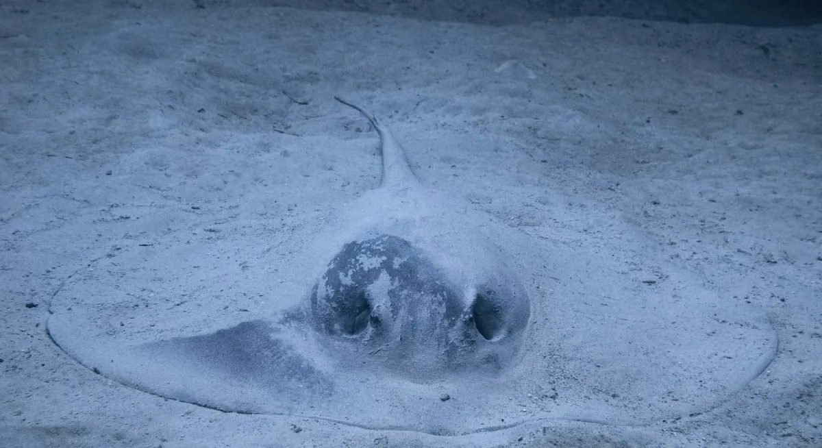 Caribbean Whiptail Stingray