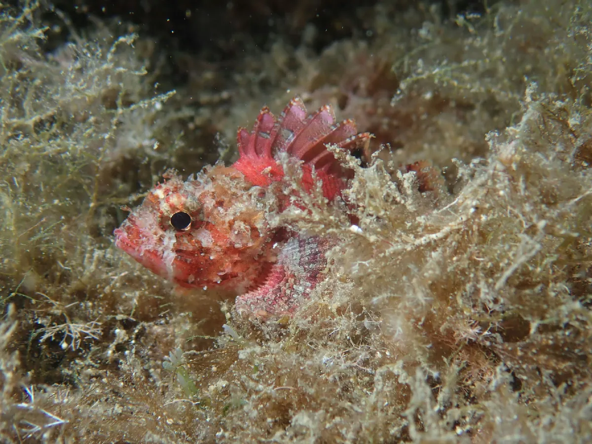 Small Red Scorpionfish