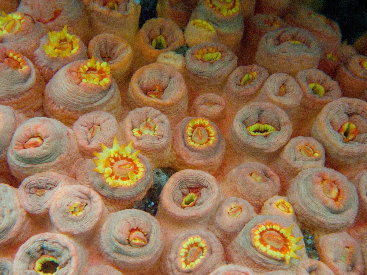 Orange Cup Coral