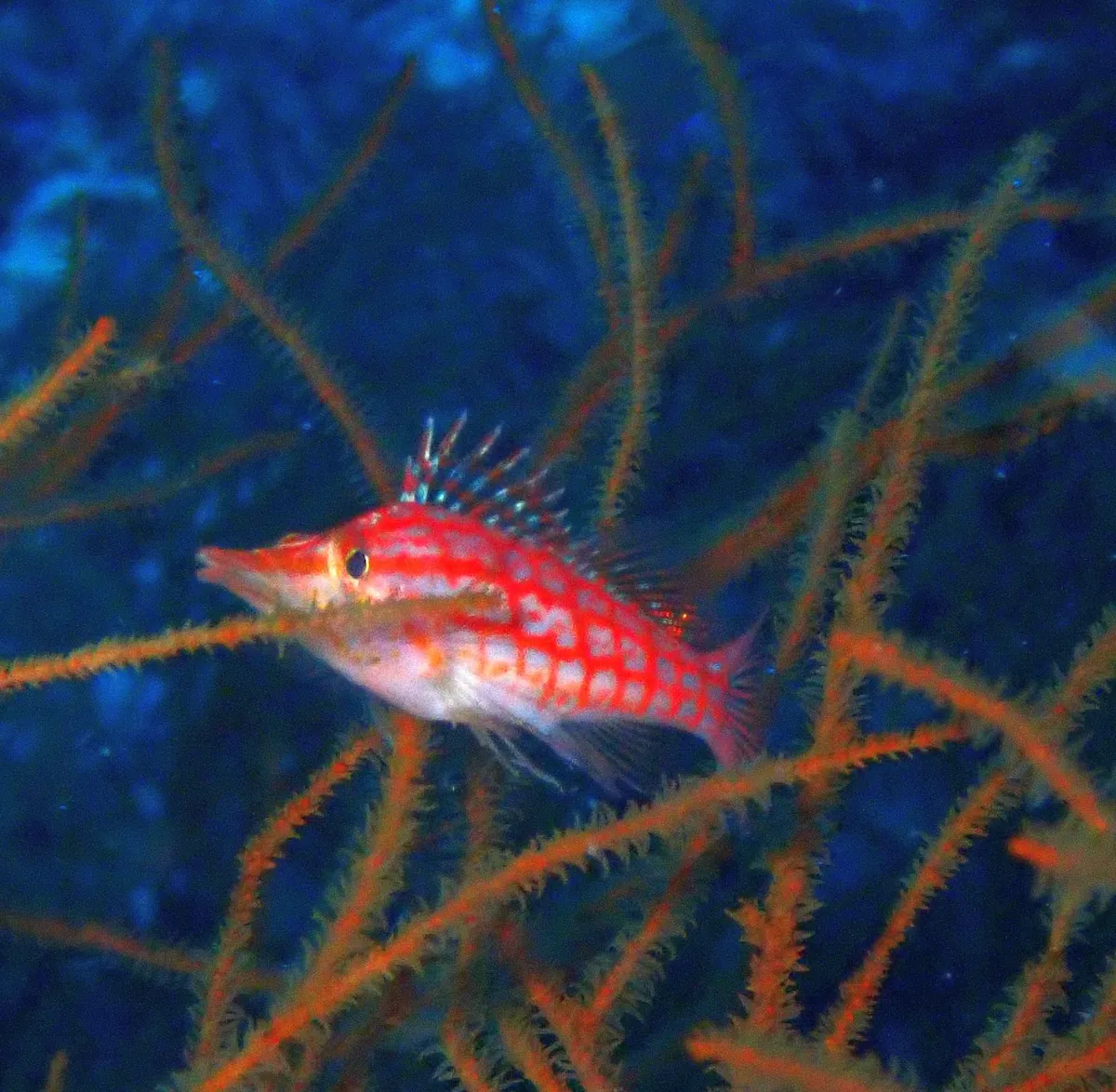 Longnose hawkfish