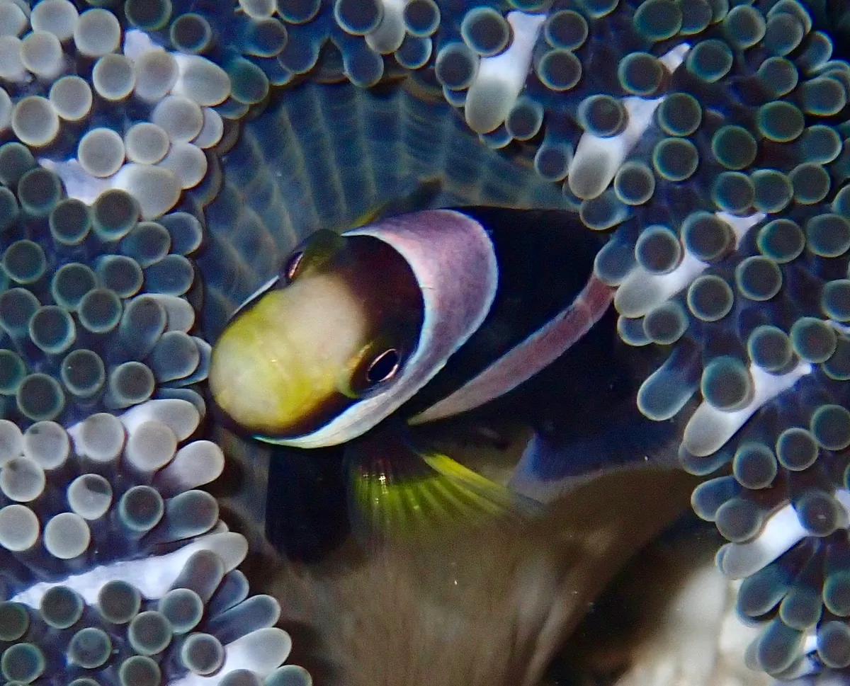 Saddleback clownfish
