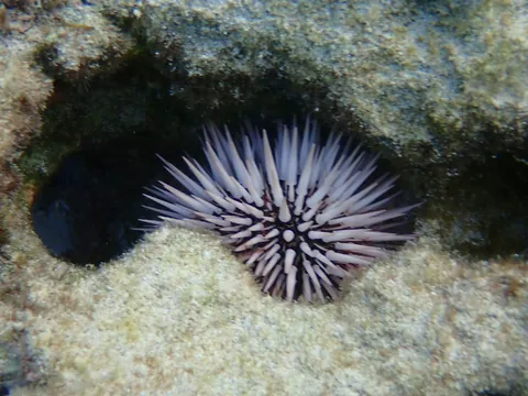 Indo-Pacific Rock-boring Urchin