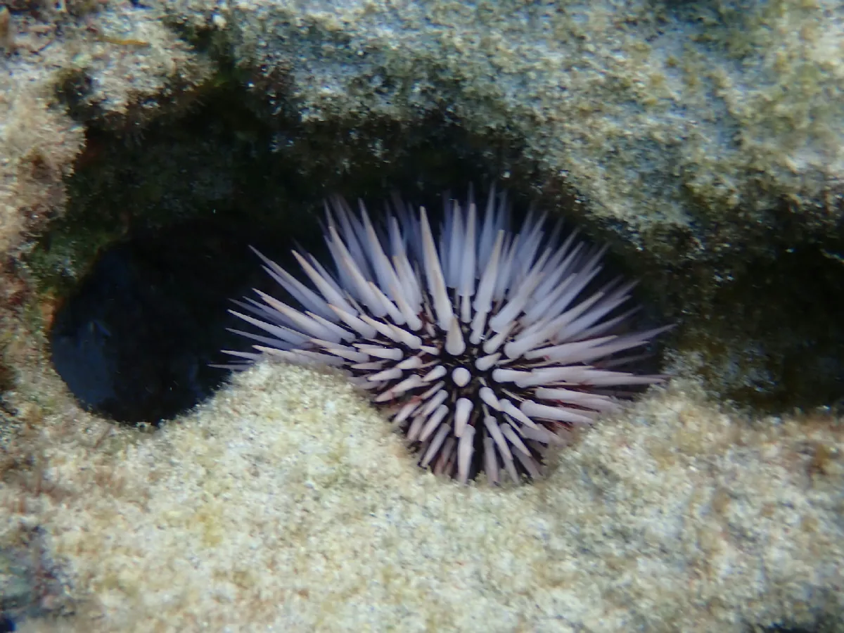 Indo-Pacific Rock-boring Urchin