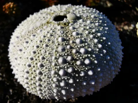 Arctic Green Sea Urchin