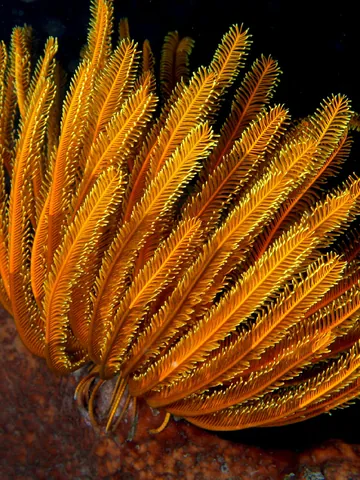 Bennett's bushy feather star