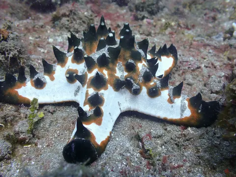 Chocolate Chip Sea Star